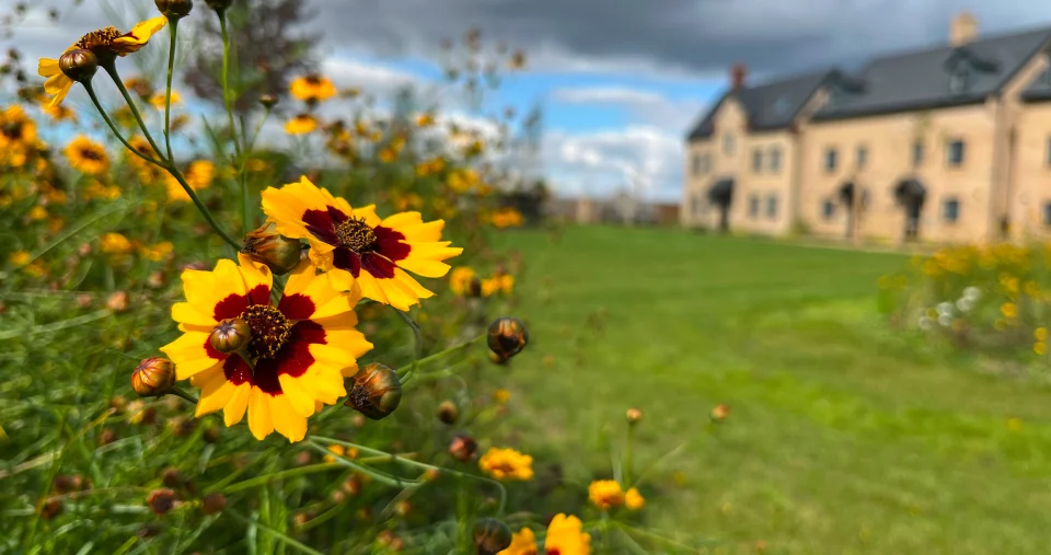 flowers in front of a large garden