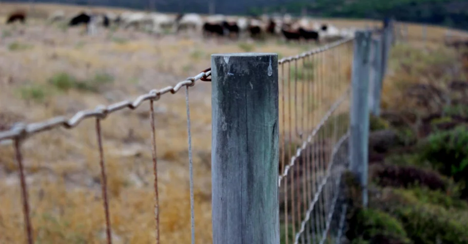 sturdy fencing containing cattle