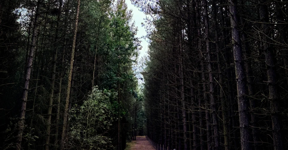 forest path with large trees