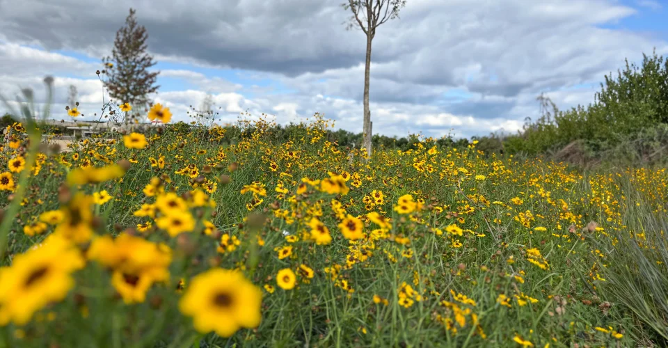 large meadow with yellow flowers